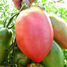 Редкие сорта томатов  ОСЛИНЫЕ  УШИ МАЛИНОВЫЕ  